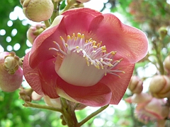 2006-01 Cairns (AMP)